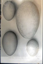 Old birds eggs for sale  UK