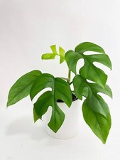 Rhaphidophora tetrasperma mini for sale  Great Neck