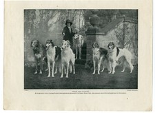 Borzoi original vintage for sale  COLEFORD