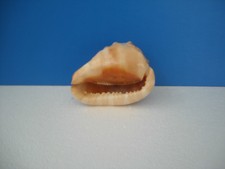 Bellissima conchiglia shell usato  Italia