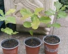 Eichen baum setzlinge gebraucht kaufen  Leipzig