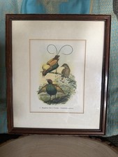 Birds paradise frame for sale  Pomona