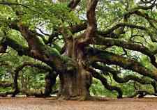 Southern live oak for sale  Lincolnton