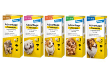 Chewable tablets dog for sale  WATFORD