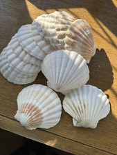 Large natural scallop for sale  FAREHAM
