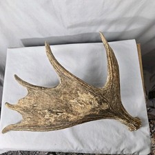 Shiras large moose for sale  Henefer