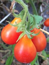 Rotes birnchen rote gebraucht kaufen Rotes birnchen rote gebraucht kaufen  Bayreuth