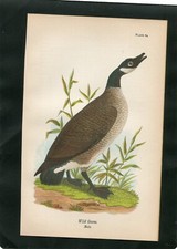 Wild geese male for sale  Walterboro