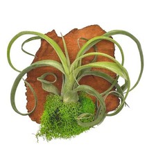 Small tillandsia wall for sale  Apopka