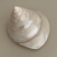 Mother pearl conch for sale  LONDON