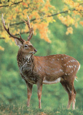 Zoo  Wildlife   DEER  *  Sikahirsch  Hirsch     Postcard    ***PL5 comprar usado Zoo  Wildlife   DEER  *  Sikahirsch  Hirsch     Postcard    ***PL5 comprar usado  Enviando para Brazil