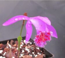 Pleione jorullo long for sale  Shipping to Ireland