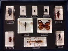 Real bug insect for sale Real bug insect for sale  Bristol