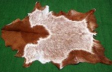 Goat western taxidermy for sale  Taylor