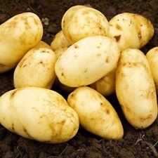 Seed potato arran for sale  GLASGOW