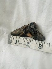megalodon shark tooth for sale megalodon shark tooth for sale LONDON