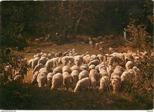 Animaux moutons provence d'occasion  Fruges