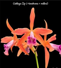 Cattleya zip orchid for sale Cattleya zip orchid for sale  SHREWSBURY