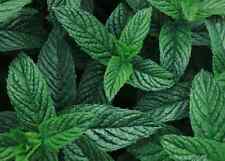 100 semi menta usato  Trappeto