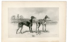 Greyhound rare 1897 for sale  COLEFORD