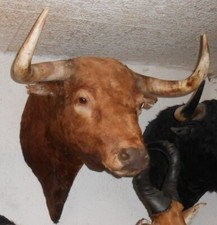 Trophée tete toros d'occasion  France