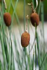 Typha minima marginal for sale  MARKET RASEN