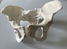 model pelvis for sale model pelvis for sale MANCHESTER