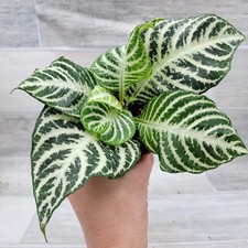Zebra plant aphelandra for sale  Reseda