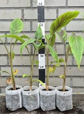 Musa helens hybrid gebraucht kaufen  Bad Lippspringe