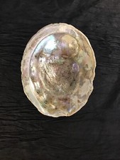 Abalone shell 8.1 for sale  Oakland