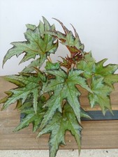 Begonia u614 plant for sale  Lexington