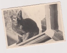 griffoir chat d'occasion griffoir chat d'occasion Expédié en Belgium