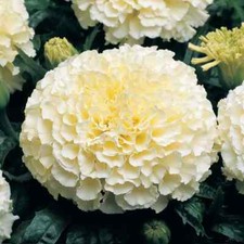 Moonlight marigold seeds for sale  Tarpon Springs