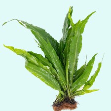 Java fern mat for sale  Forney