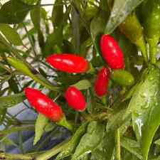 Semi peperoncino diavolicchio usato  Cuneo