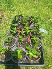 Kaffir limes for sale  White Haven