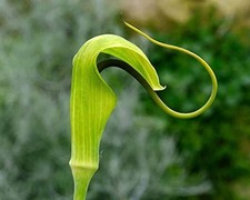 Arisaema tortuosum whipcord for sale  MARCH