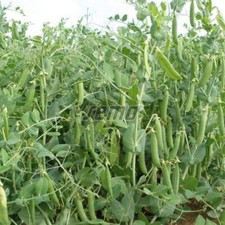 Pea seeds peas for sale  DARLINGTON