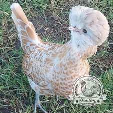 Polish bantam eggs for sale  SPILSBY