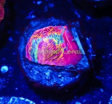 Cornbred convict glowstick for sale  Fort Lauderdale