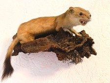 Hermelin winterfell tierpräpa gebraucht kaufen  Lohmar