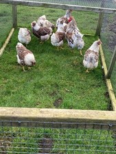 Buff laced wyandottes for sale  BURNLEY