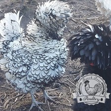 Polish bantam eggs for sale  SPILSBY