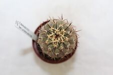 Copiapoa columna alba 8/35-20 Las Maderas rare frailea strombocactus MARcacti na sprzedaż  PL