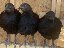 Ayam cemani fertile d'occasion  Expédié en Belgium