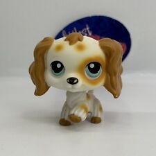 Cocker spaniel dog for sale  Alexandria