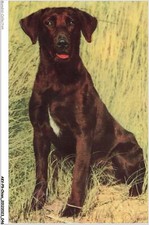 Akvp9 0668 chien d'occasion  France