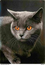 Animaux chats chatons d'occasion  Fruges