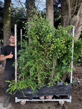 hornbeam for sale hornbeam for sale KING'S LYNN