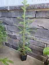 2ft norway spruce for sale  Clearfield